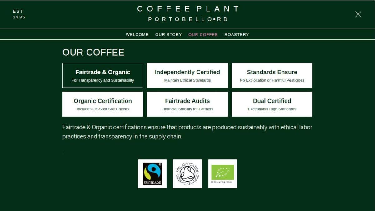 coffee plant - Image 4